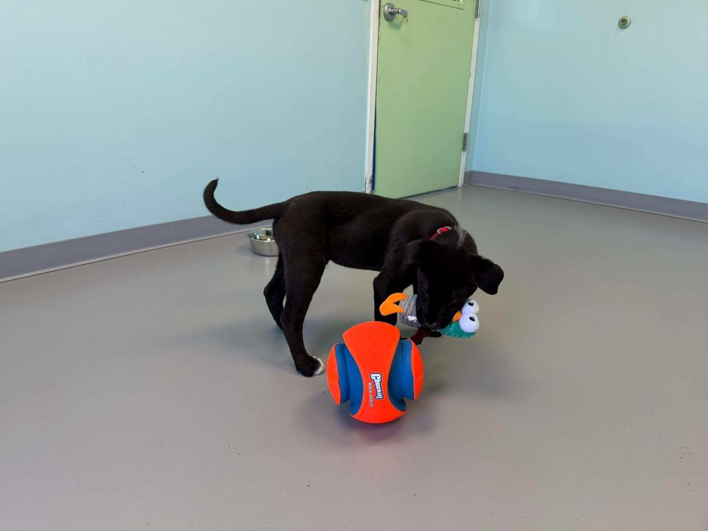 Enlarge Cupid, a Adoptable mixed breed in Raleigh, NC image 1/6