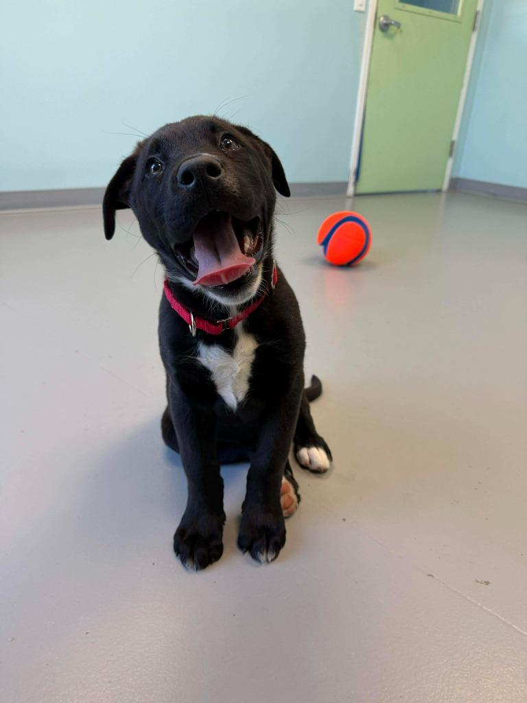Enlarge Cupid, a Adoptable mixed breed in Raleigh, NC image 2/6