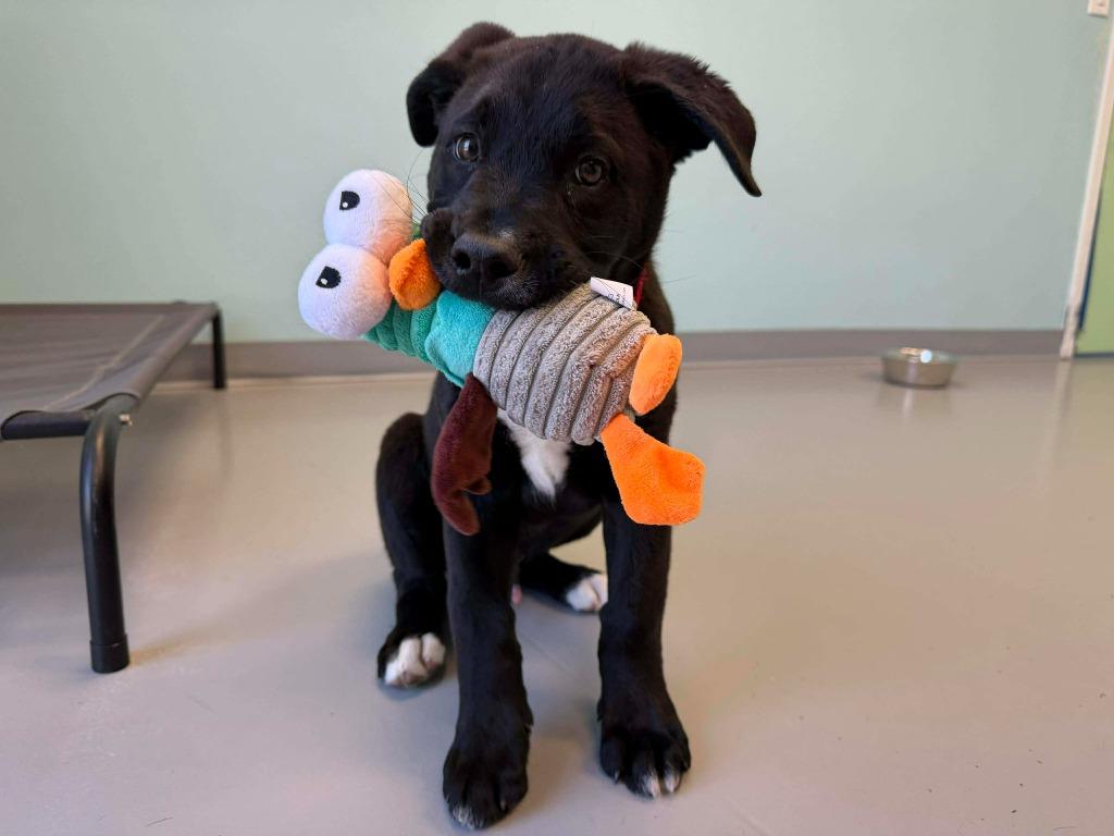 Cupid, Adoptable, Puppy Male Mixed Breed.
