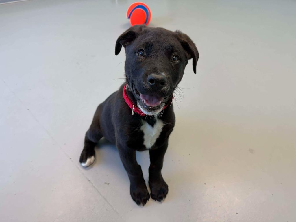 Enlarge Cupid, a Adoptable mixed breed in Raleigh, NC image 2/6