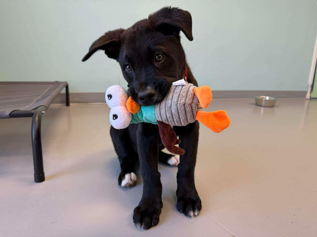 Enlarge Cupid, a Adoptable mixed breed in Raleigh, NC image 4/6