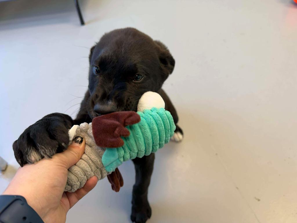 Enlarge Cupid, a Adoptable mixed breed in Raleigh, NC image 5/6