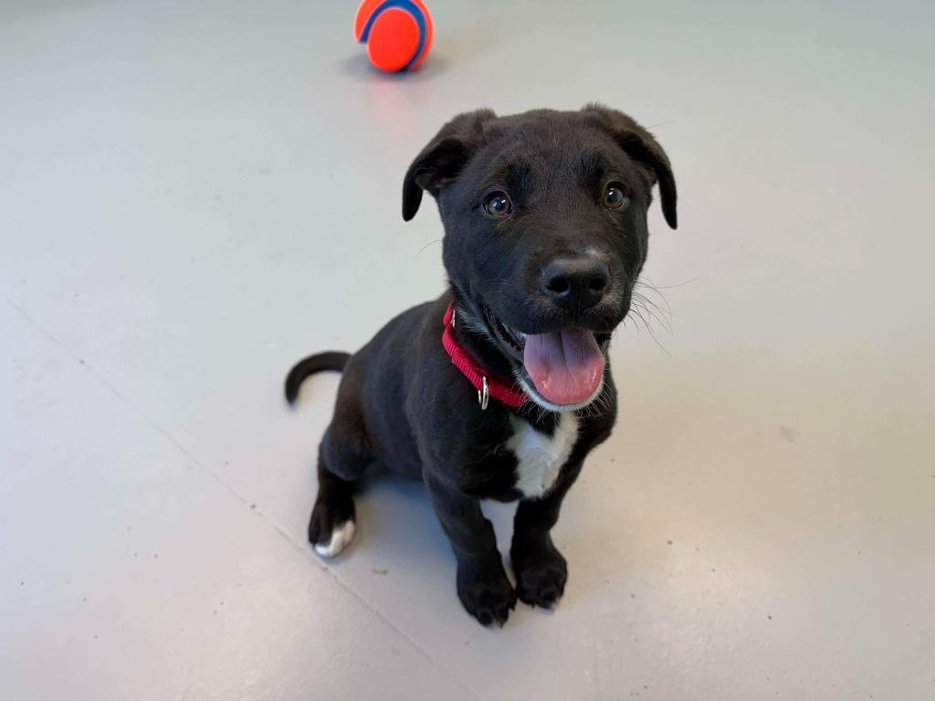 Enlarge Cupid, a Adoptable mixed breed in Raleigh, NC image 6/6