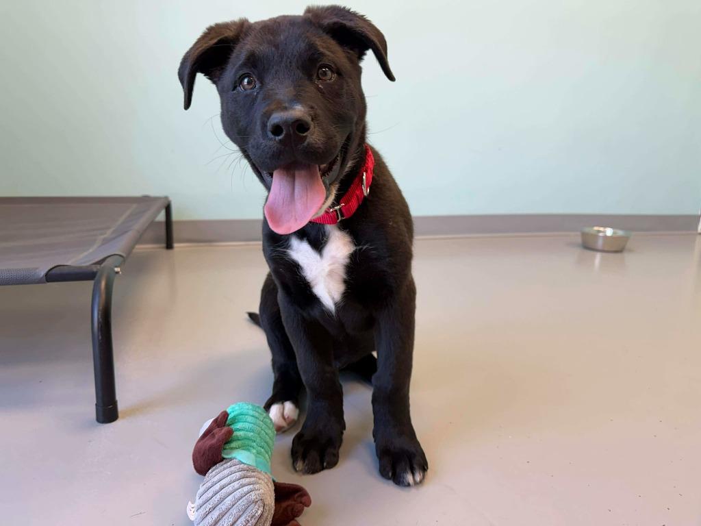 Enlarge Cupid, a Adoptable mixed breed in Raleigh, NC image 5/6