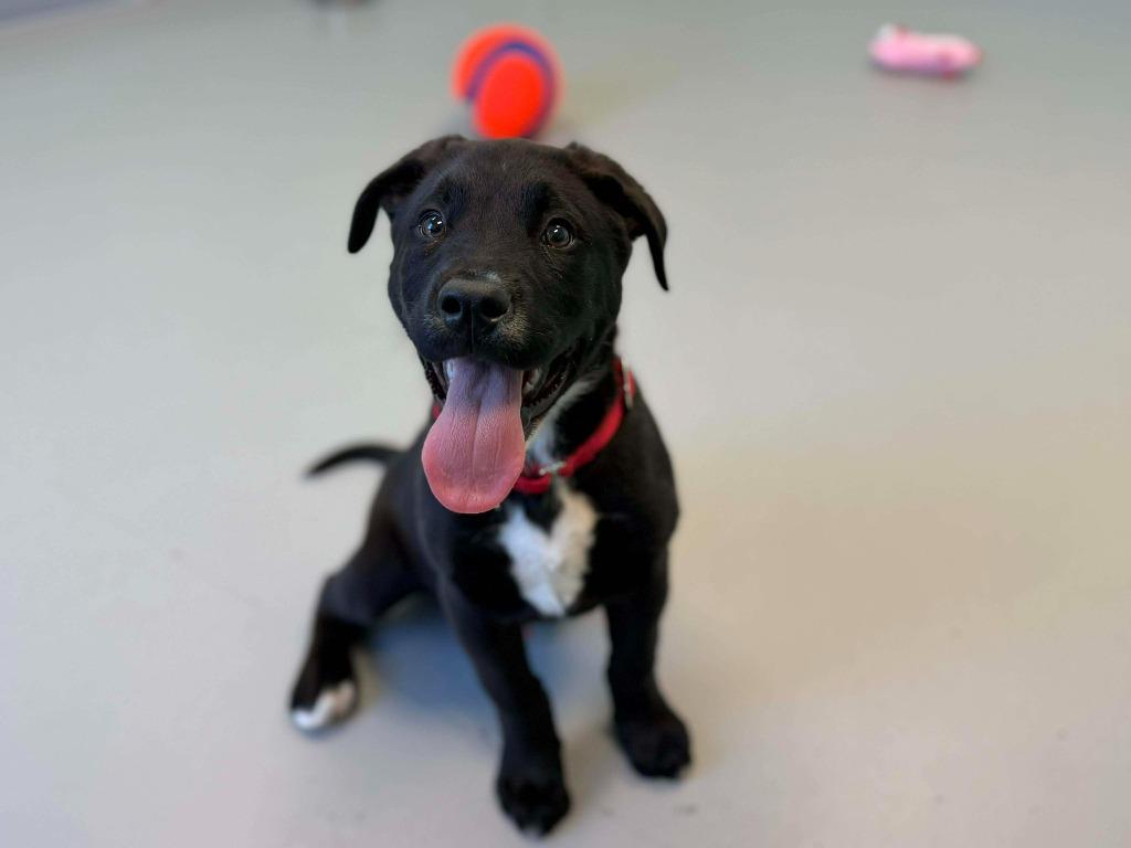 Enlarge Cupid, a Adoptable mixed breed in Raleigh, NC image 6/6