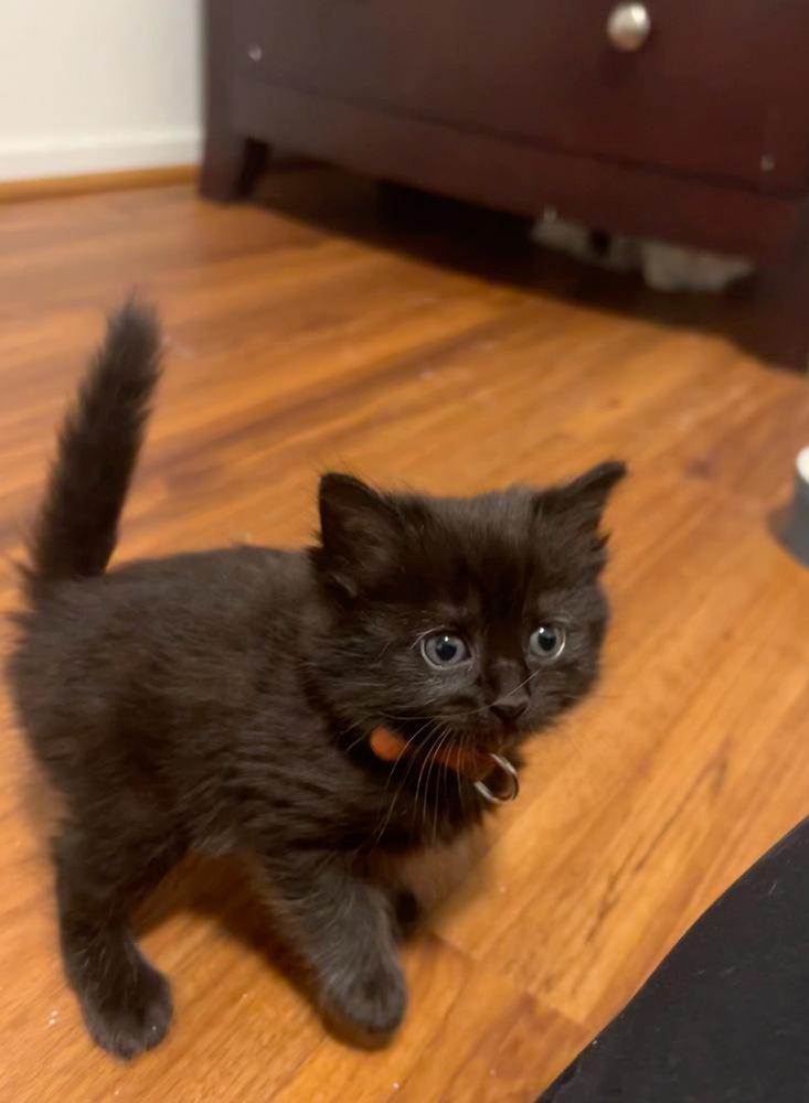 Dr Jekyll, Adopted, Kitten Male Maine Coon & Domestic Long Hair.