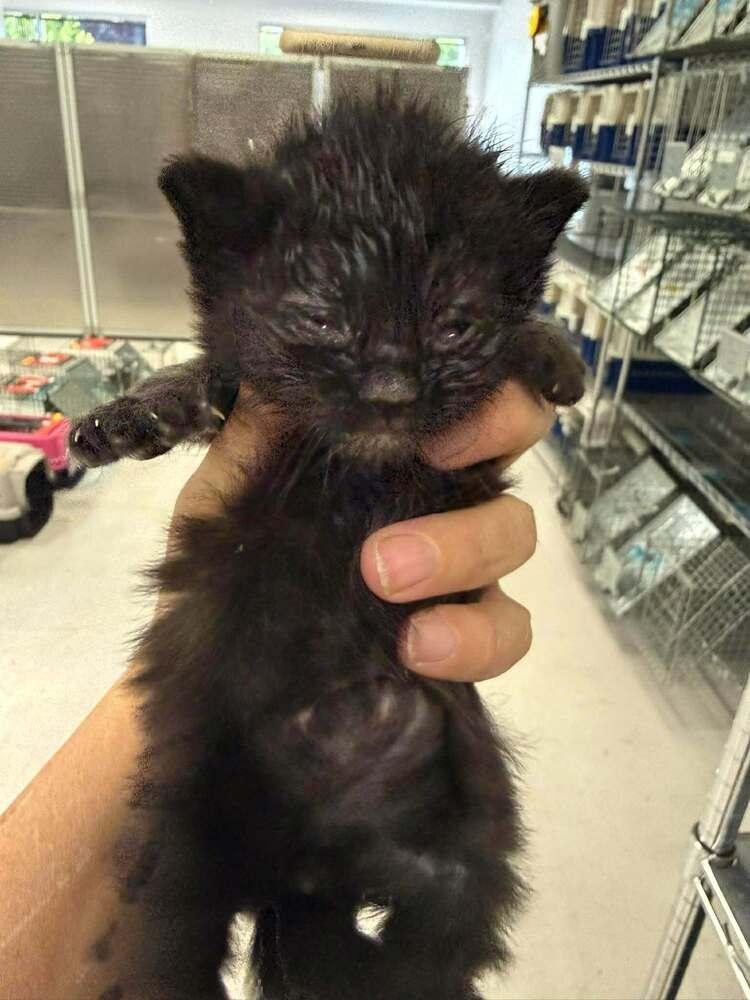 Enlarge Dr Jekyll, a Adopted mixed breed in Pacifica, CA image 2/5