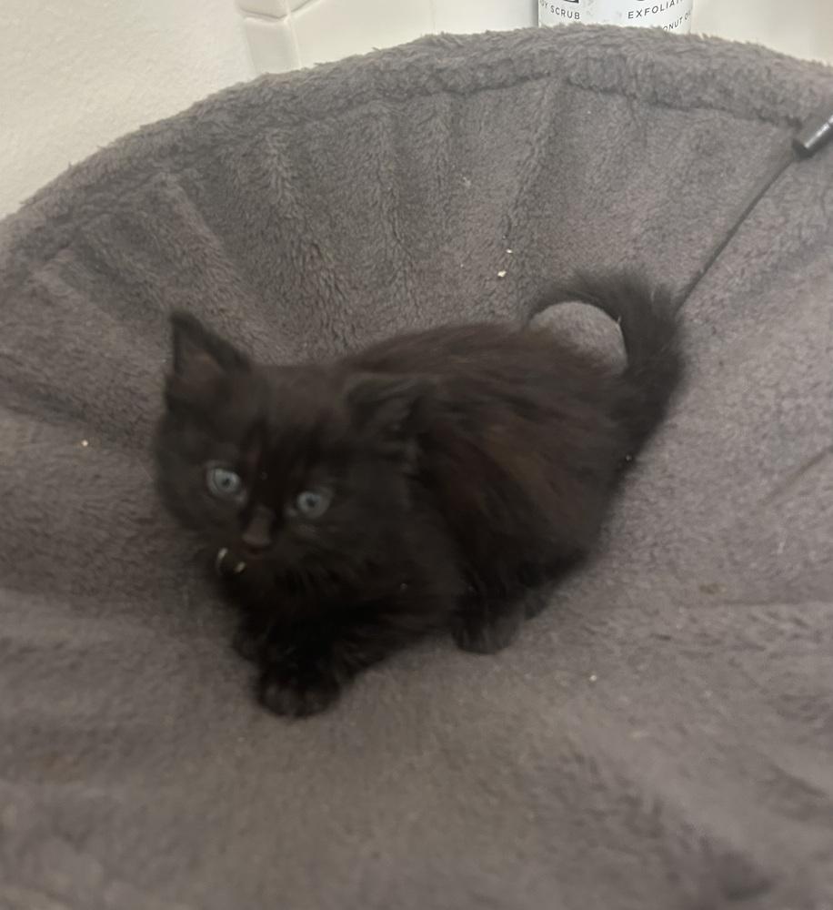 Enlarge Dr Jekyll, a Adopted mixed breed in Pacifica, CA image 3/5