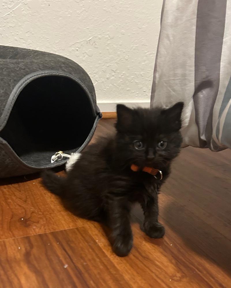 Enlarge Dr Jekyll, a Adopted mixed breed in Pacifica, CA image 5/5