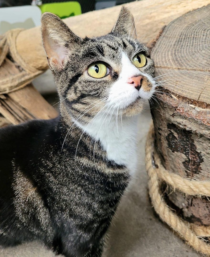 Enlarge Andi, a Adoptable Tiger in East Northport, NY image 1/1