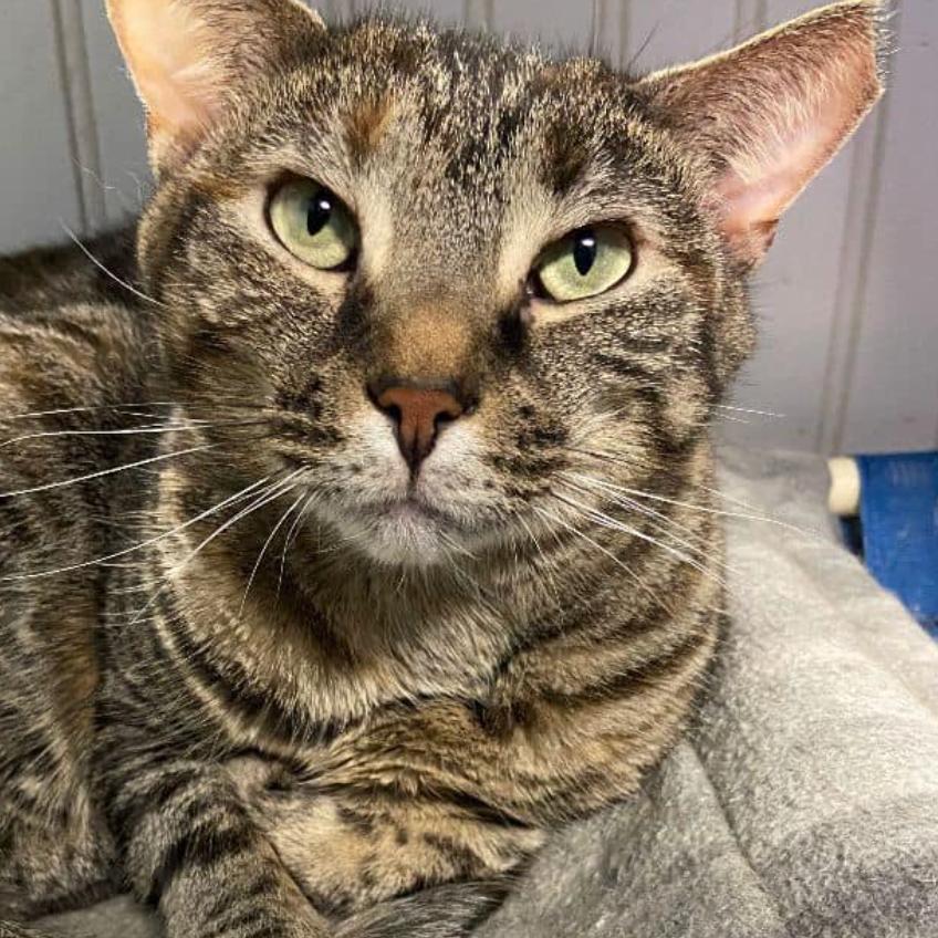 21-50 Nancy, Adoptable, Senior Female Domestic Short Hair.