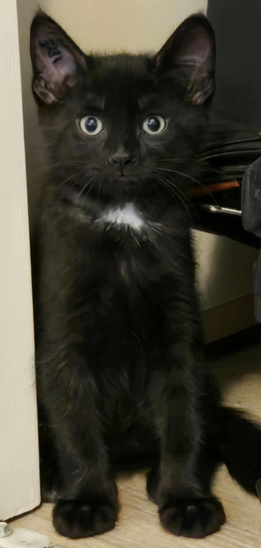 Walter