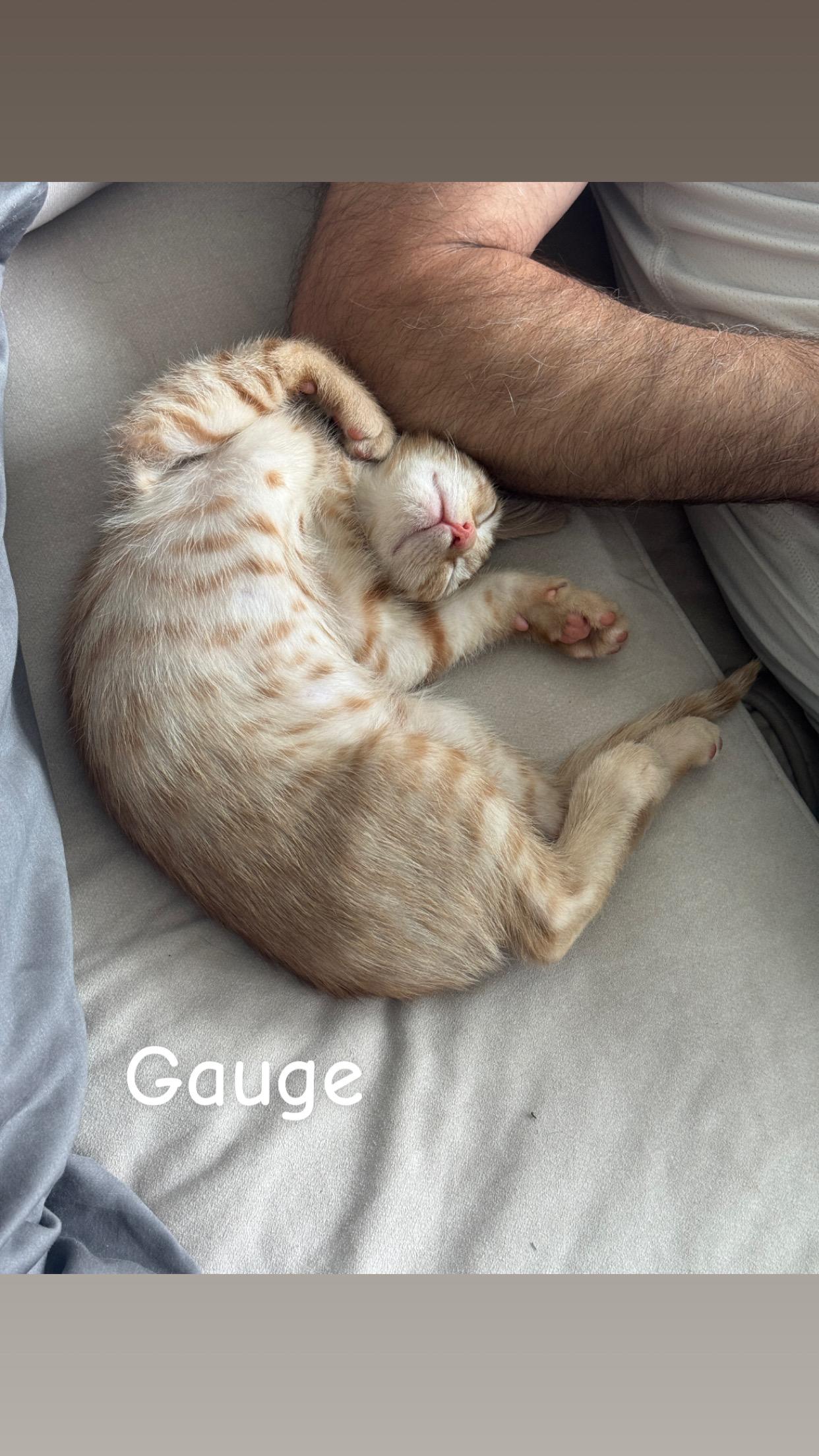 SIZZLE & GAUGE (RI), a Adoptable American Shorthair in Providence , RI image 4/6