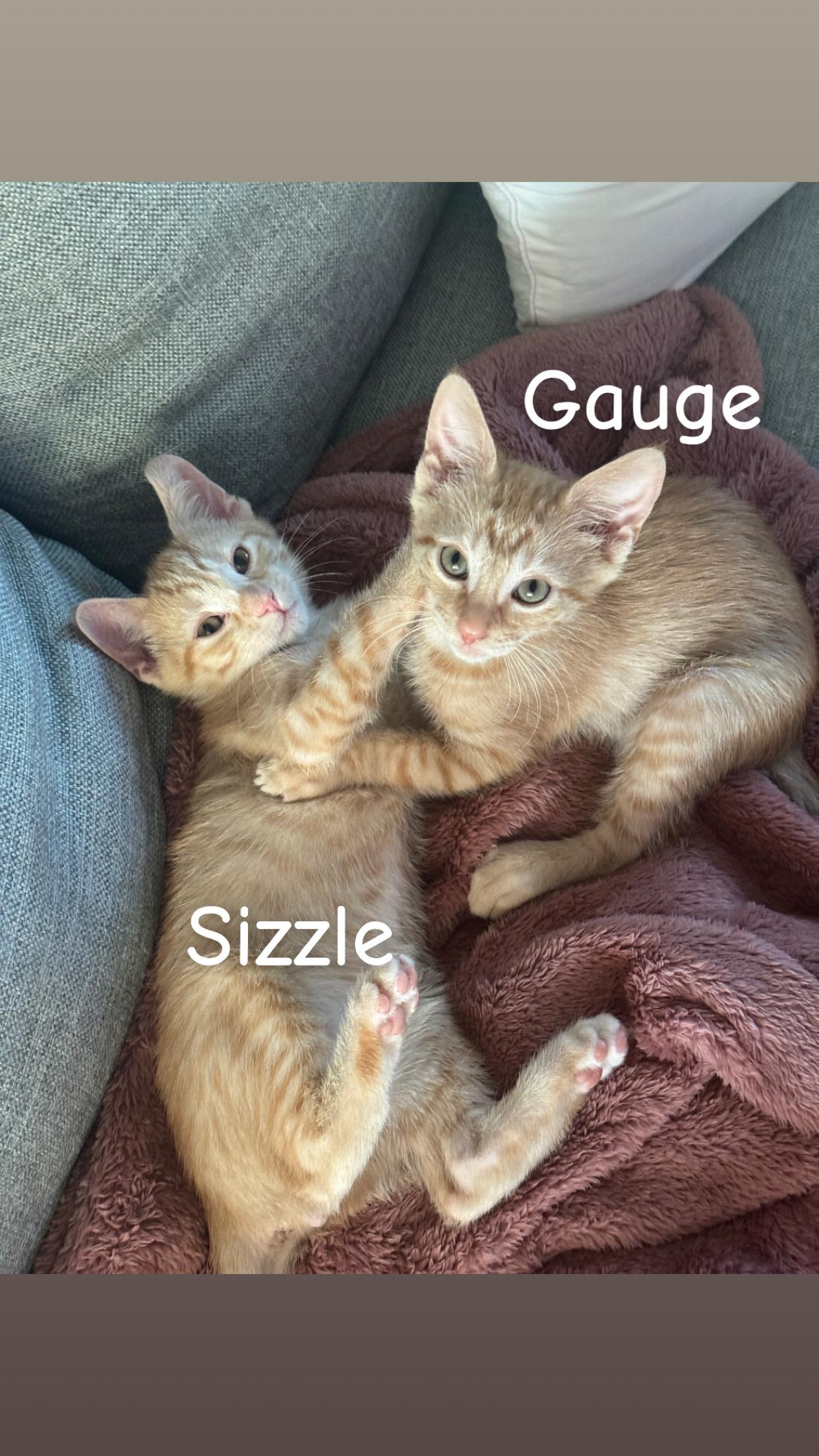 SIZZLE & GAUGE (RI), Adoptable, Kitten Male American Shorthair.