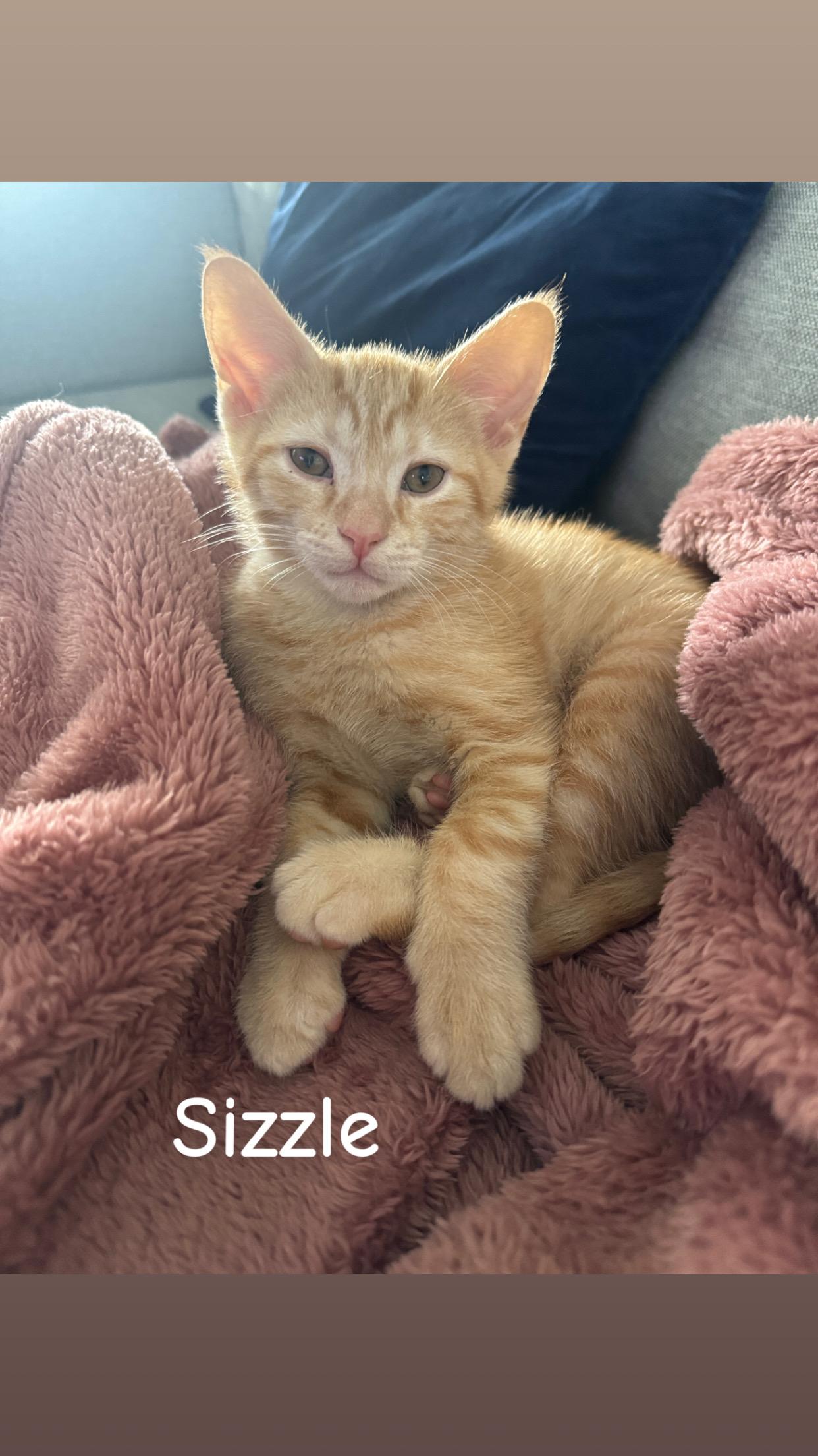SIZZLE & GAUGE (RI), a Adoptable American Shorthair in Providence , RI image 3/6