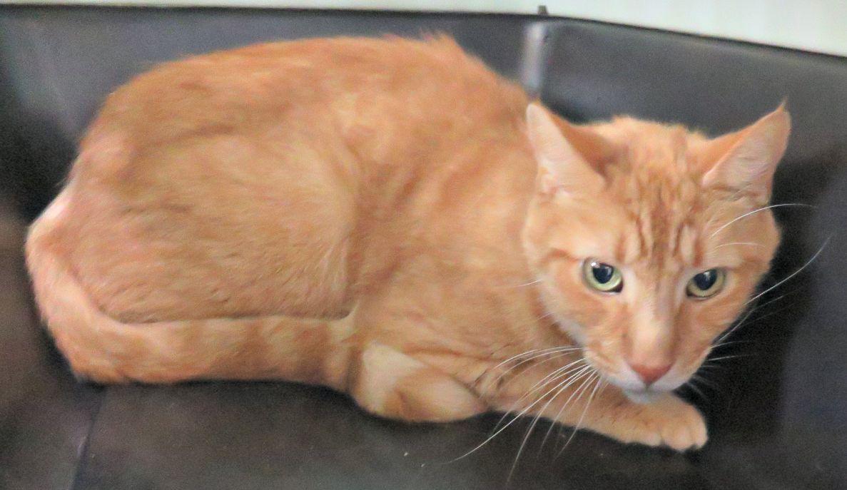 Enlarge Fred, an adopted Domestic Short Hair in Lexington, VA image 1/1