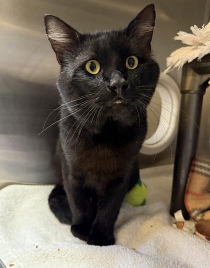 Fabius, Adoptable, Adult Male Domestic Short Hair & Domestic Short Hair.