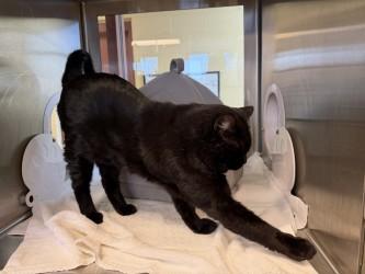 Fabius — thumbnail 2