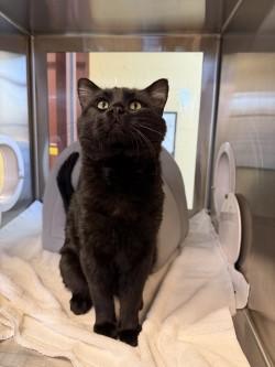 Fabius — thumbnail 3