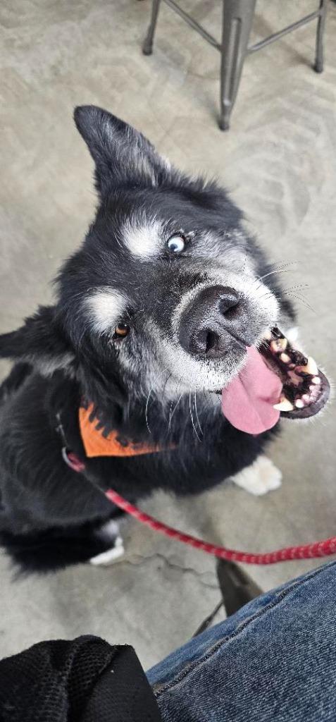 Enlarge Milo, a Adoptable mixed breed in Chico, CA image 1/4