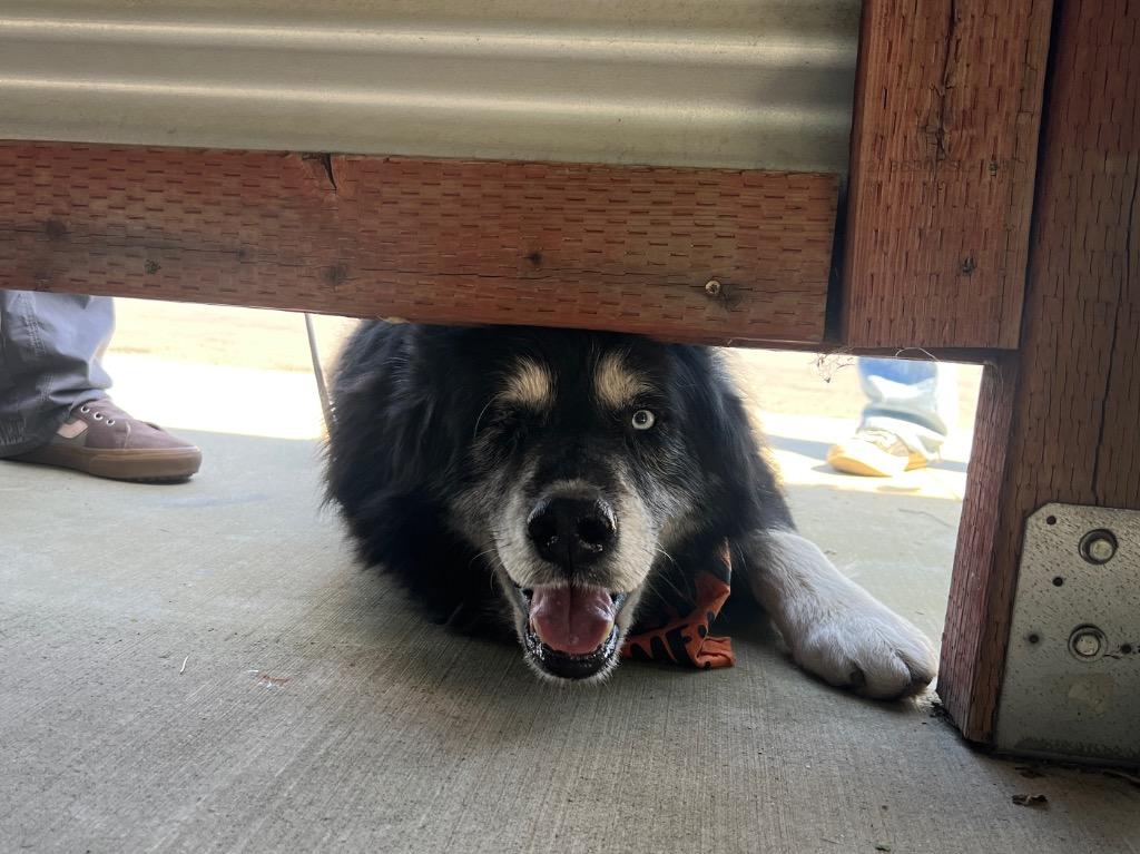 Enlarge Milo, a Adoptable mixed breed in Chico, CA image 2/4