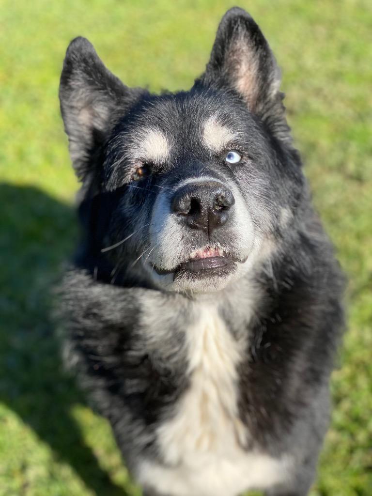 Enlarge Milo, a Adoptable mixed breed in Chico, CA image 3/4