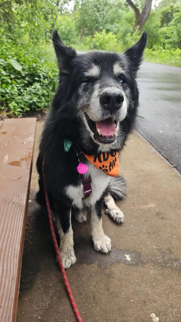 Enlarge Milo, a Adoptable mixed breed in Chico, CA image 4/4