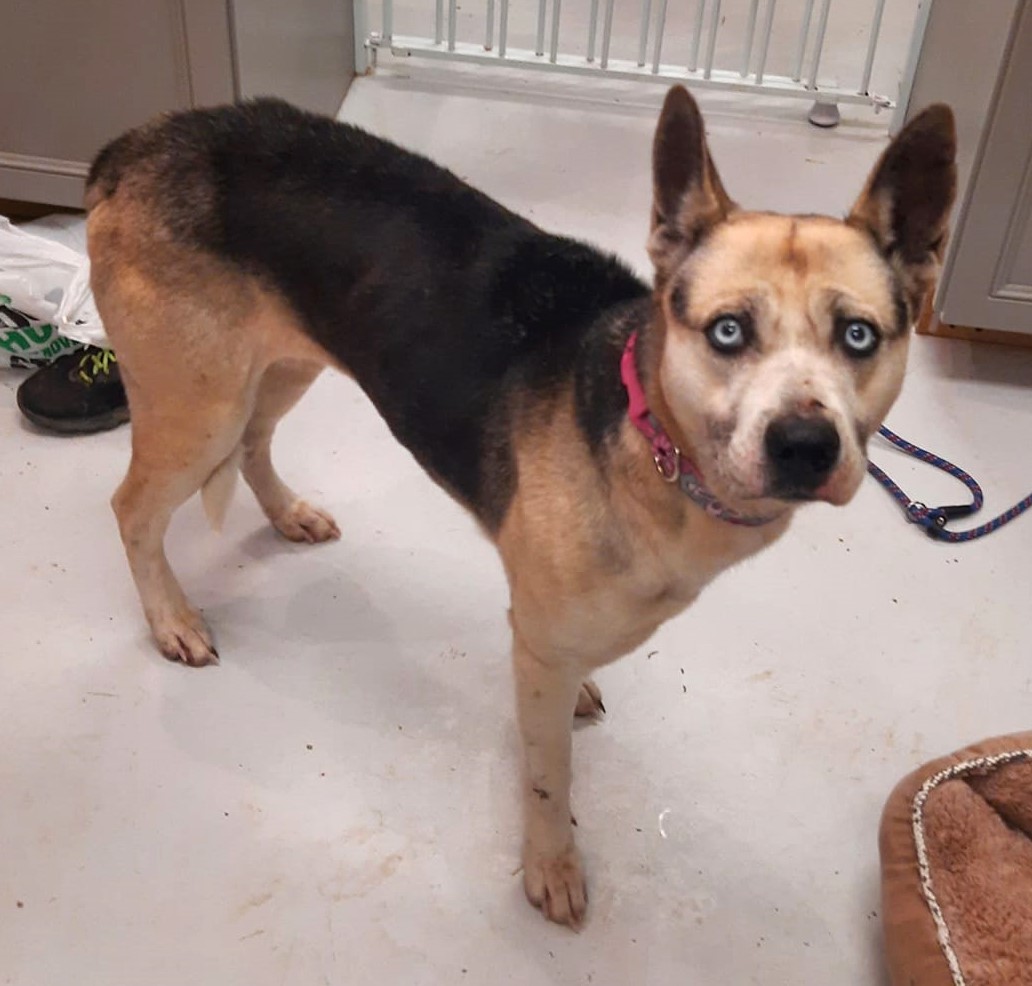 Dog for adoption Misty, a Husky & German Shepherd Dog Mix in Mount Gilead, OH Petfinder