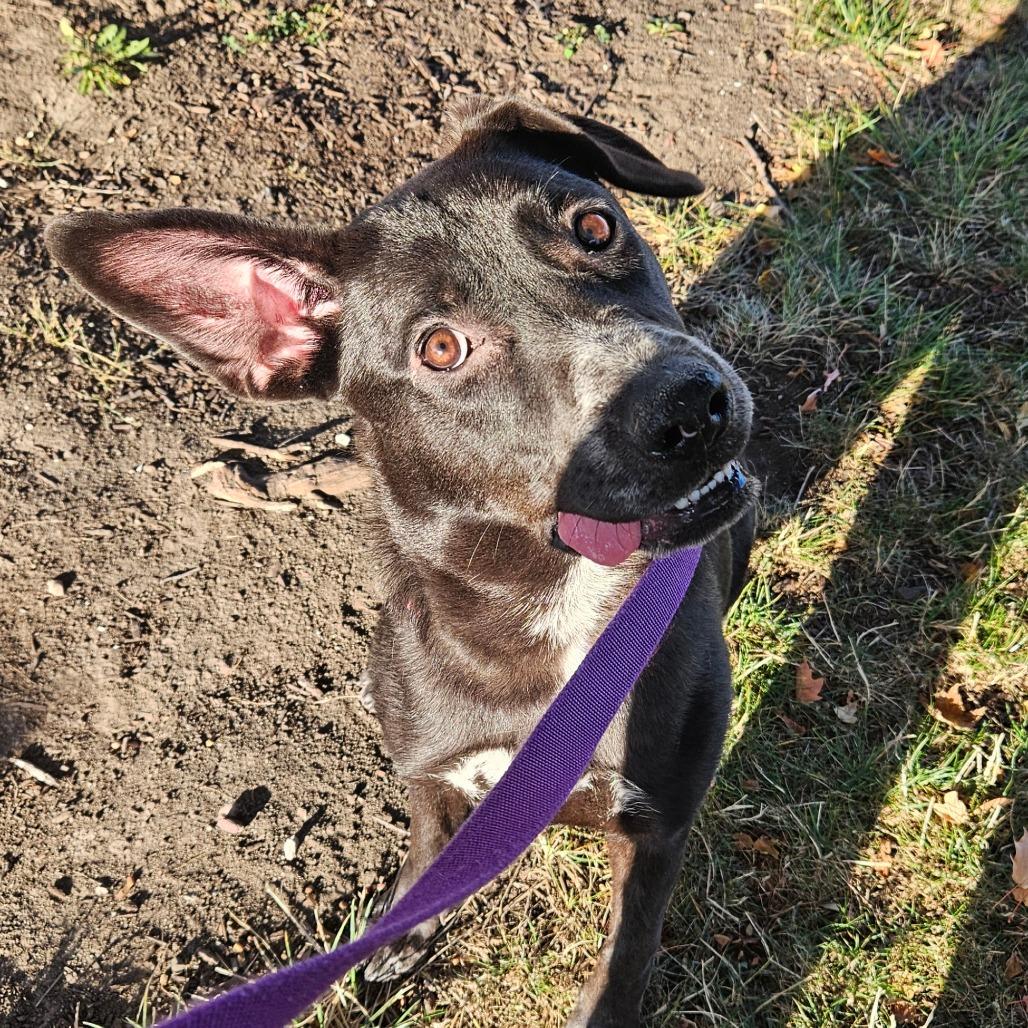 Sugar, Adoptable, Young Female German Shepherd Dog & Shar-Pei.