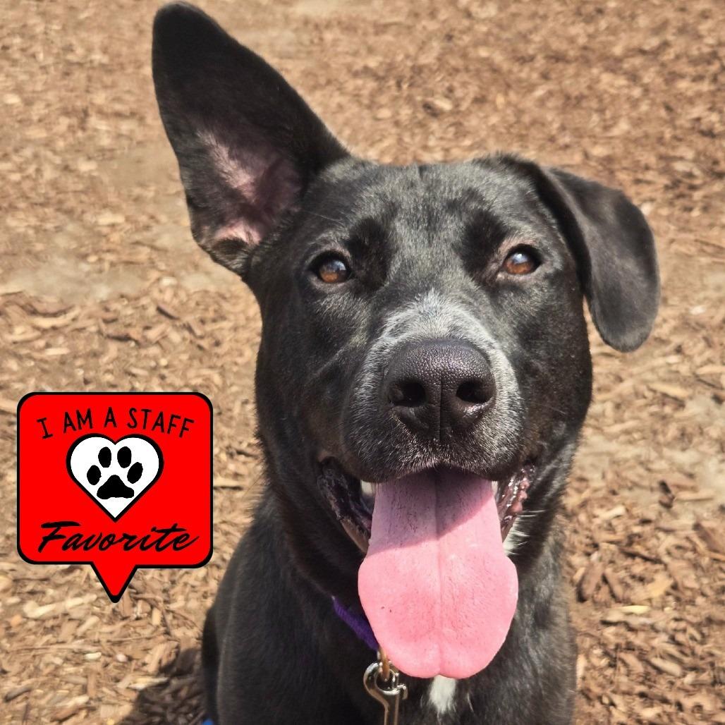 Enlarge Sugar, a Adoptable mixed breed in Champaign, IL image 1/6