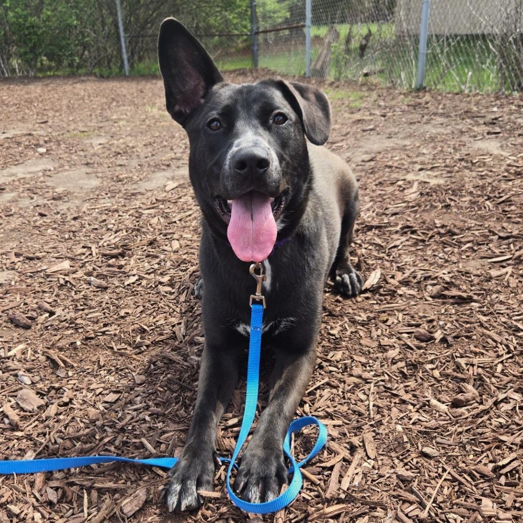 Enlarge Sugar, a Adoptable mixed breed in Champaign, IL image 2/6