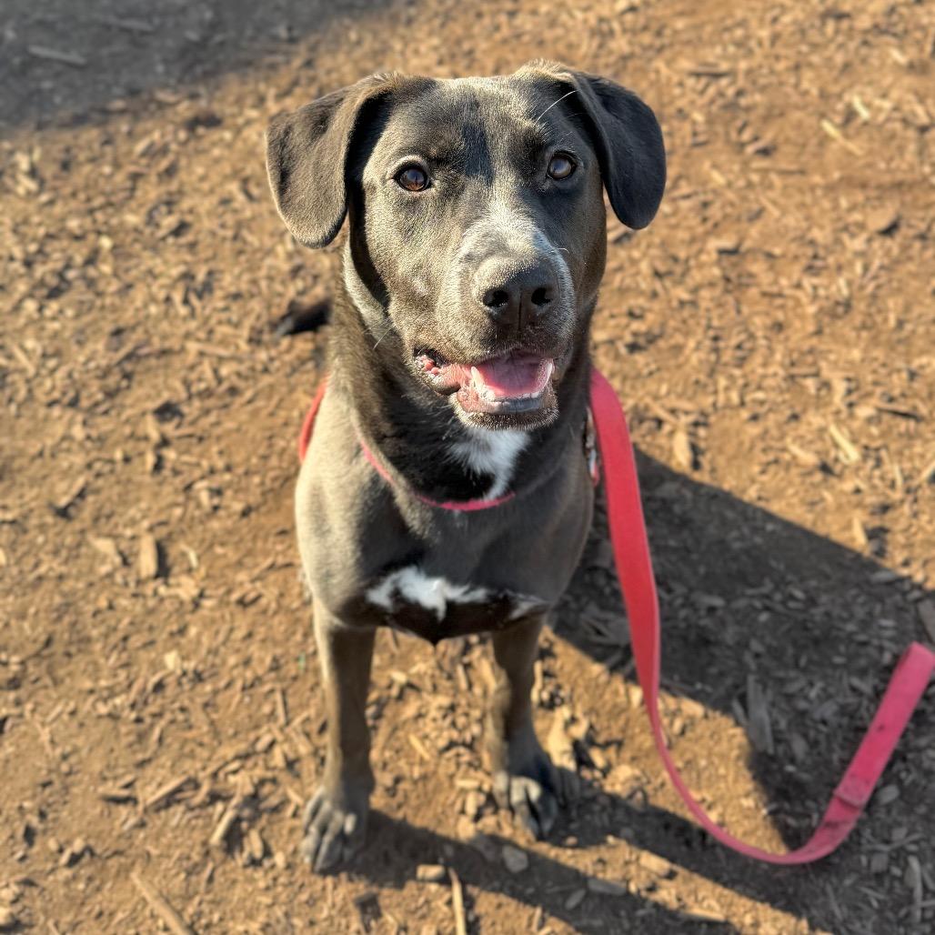 Enlarge Sugar, a Adoptable mixed breed in Champaign, IL image 1/5