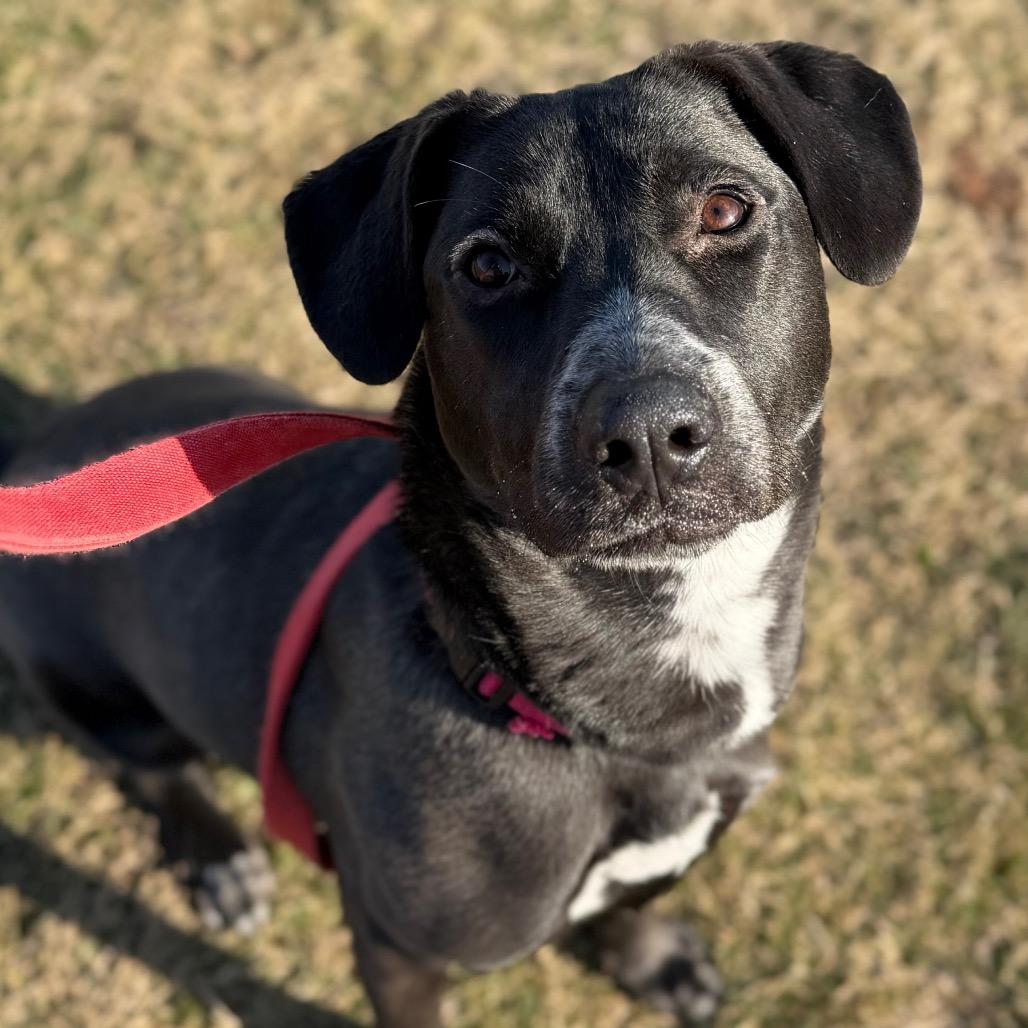 Sugar — thumbnail 2