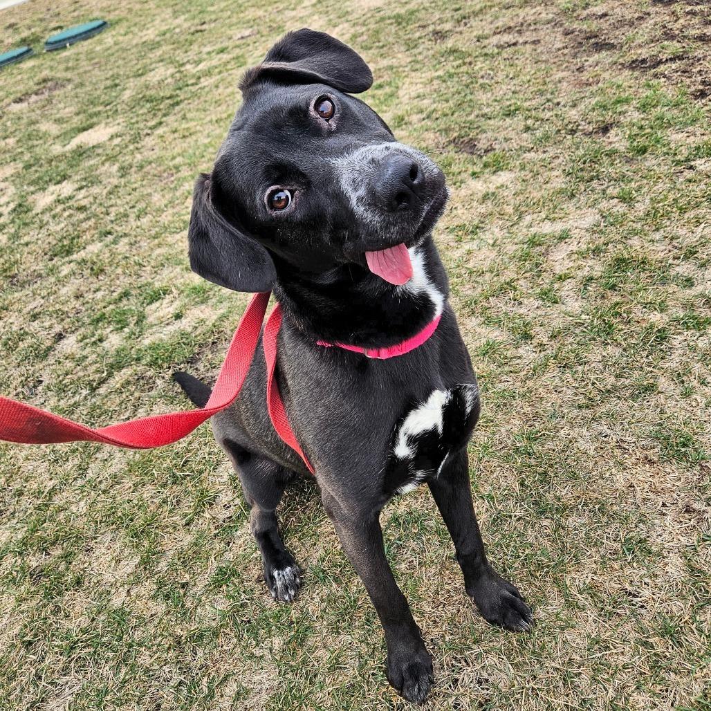 Enlarge Sugar, a Adoptable mixed breed in Champaign, IL image 3/6