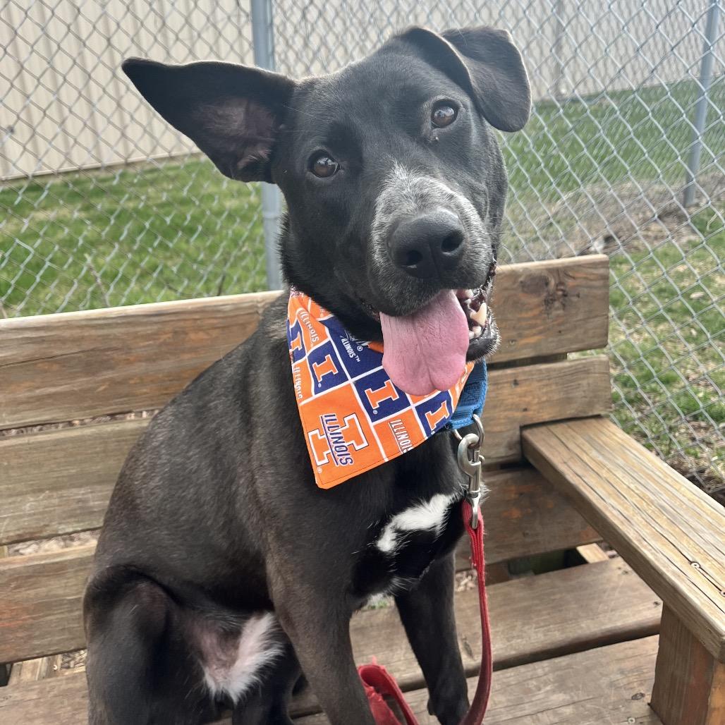 Enlarge Sugar, a Adoptable mixed breed in Champaign, IL image 5/6