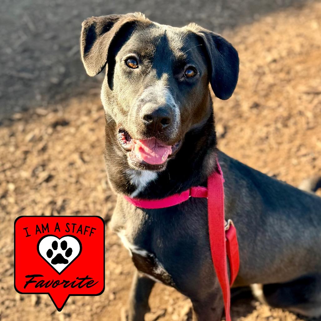 Enlarge Sugar, a Adoptable mixed breed in Champaign, IL image 4/6