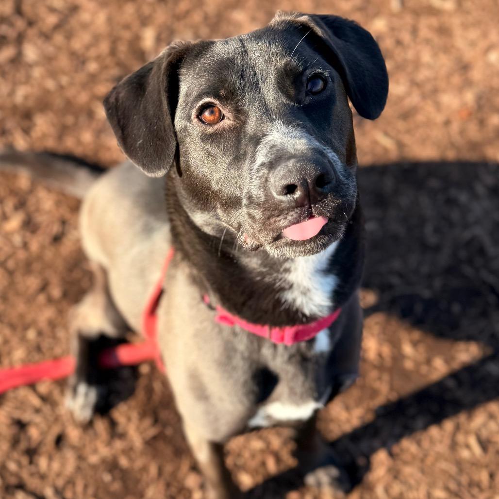 Enlarge Sugar, a Adoptable mixed breed in Champaign, IL image 3/5