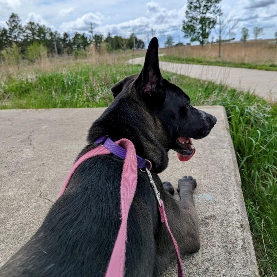 Enlarge Sugar, a Adoptable mixed breed in Champaign, IL image 5/6