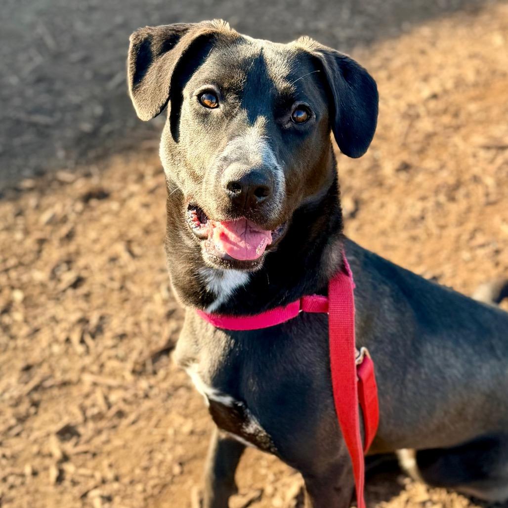 Enlarge Sugar, a Adoptable mixed breed in Champaign, IL image 5/5