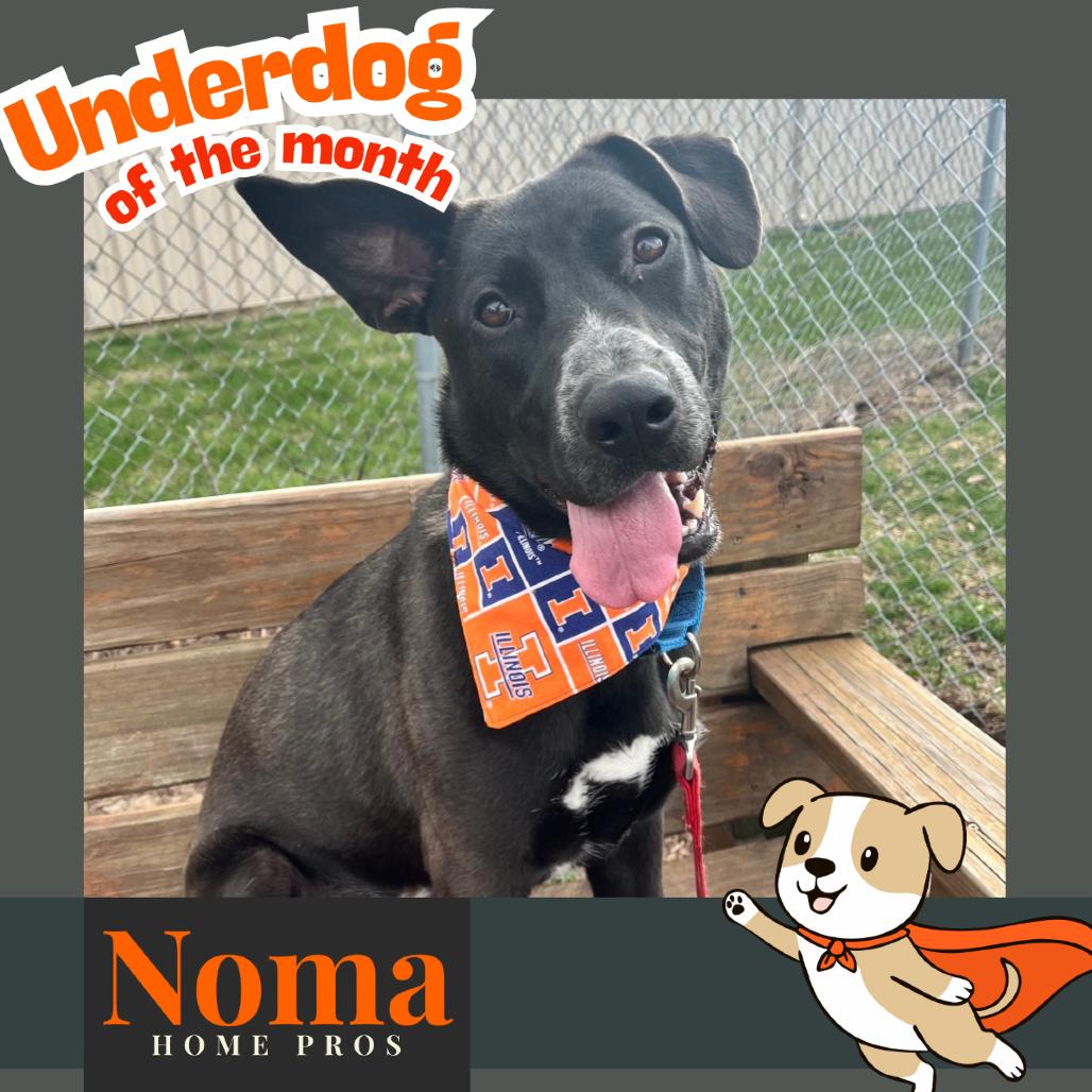 Enlarge Sugar, a Adoptable mixed breed in Champaign, IL image 6/6