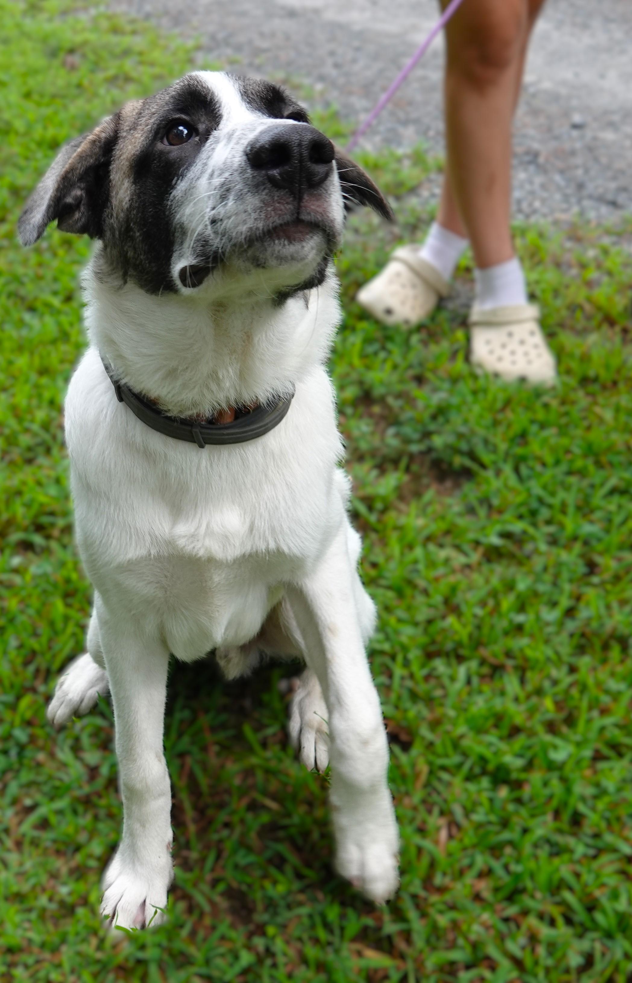 Enlarge Cooper, a Adoptable mixed breed in Richmond, VA image 5/5