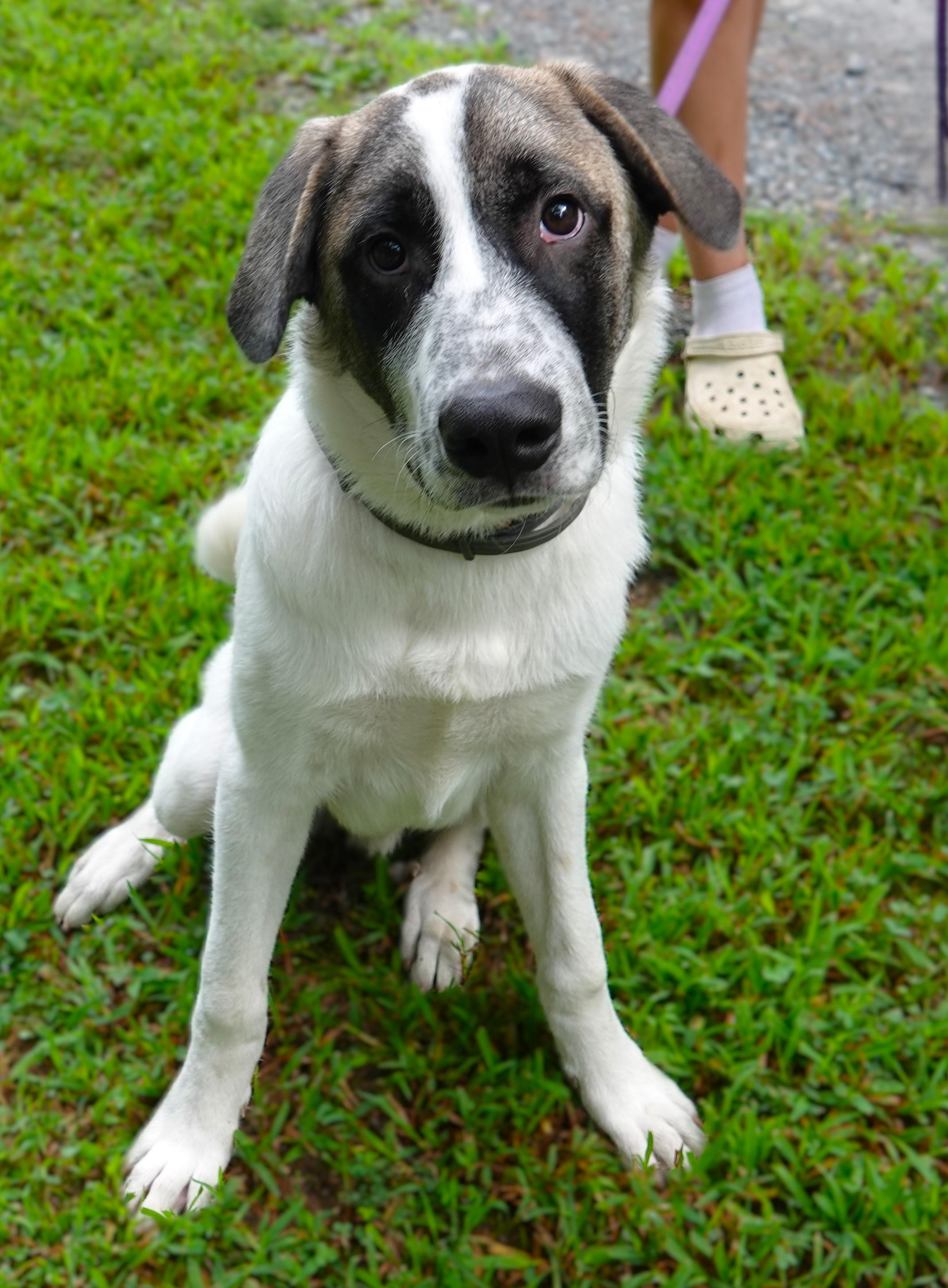 Enlarge Cooper, a Adoptable mixed breed in Richmond, VA image 1/5