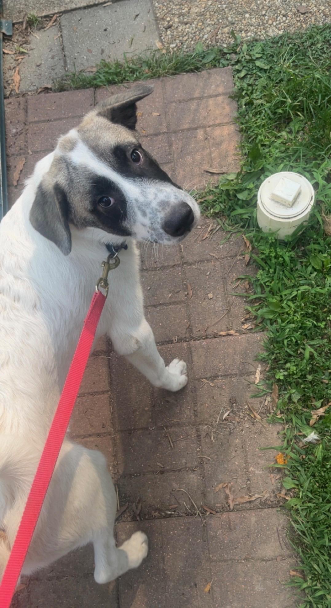 Enlarge Cooper, a Adoptable mixed breed in Richmond, VA image 4/5