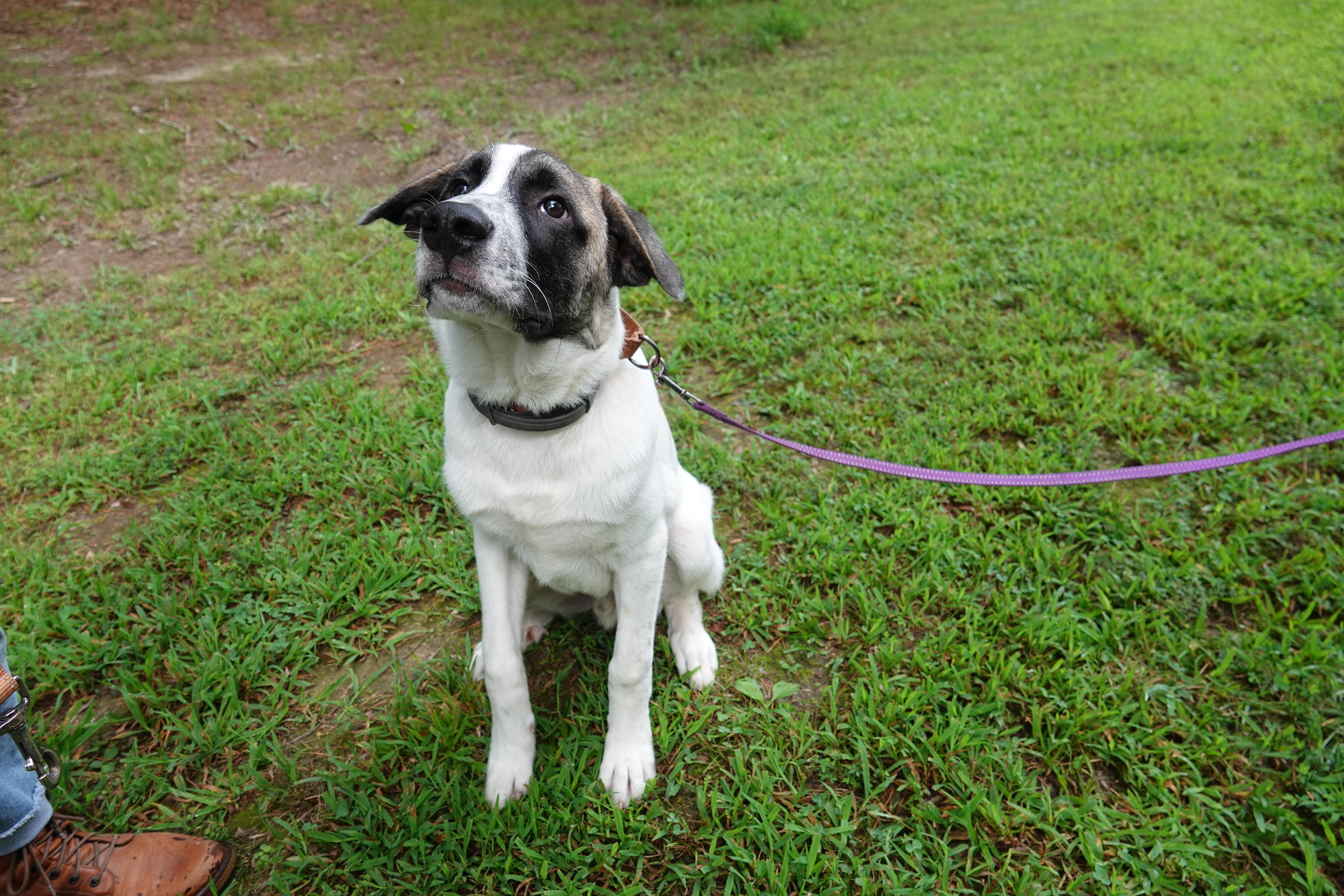 Enlarge Cooper, a Adoptable mixed breed in Richmond, VA image 2/5