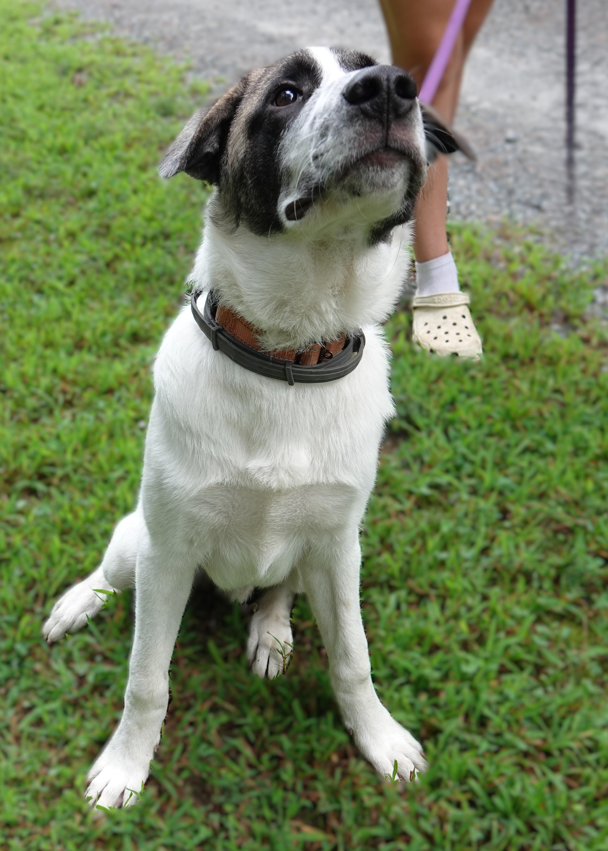Enlarge Cooper, a Adoptable mixed breed in Richmond, VA image 3/5