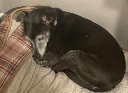 Enlarge Carley -Adopter or Foster w/Intent to Adopt Needed, a Adopted mixed breed in Croton on Hudson, NY image 1/8