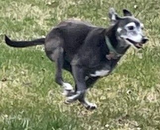 Enlarge Carley -Adopter or Foster w/Intent to Adopt Needed, a Adopted mixed breed in Croton on Hudson, NY image 2/8