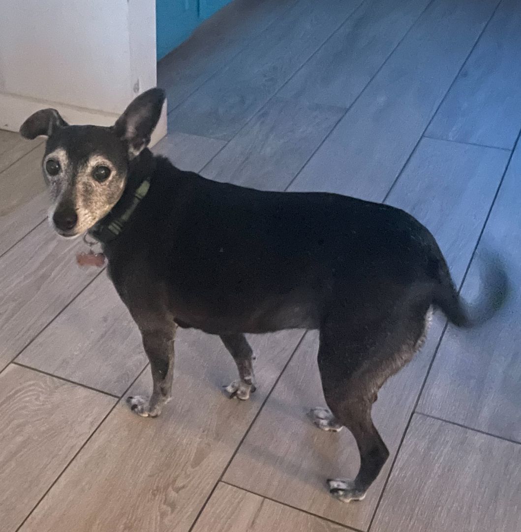 Enlarge Carley -Adopter or Foster w/Intent to Adopt Needed, a Adopted mixed breed in Croton on Hudson, NY image 3/8