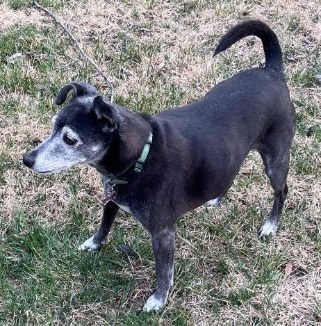 Enlarge Carley -Adopter or Foster w/Intent to Adopt Needed, a Adopted mixed breed in Croton on Hudson, NY image 4/8