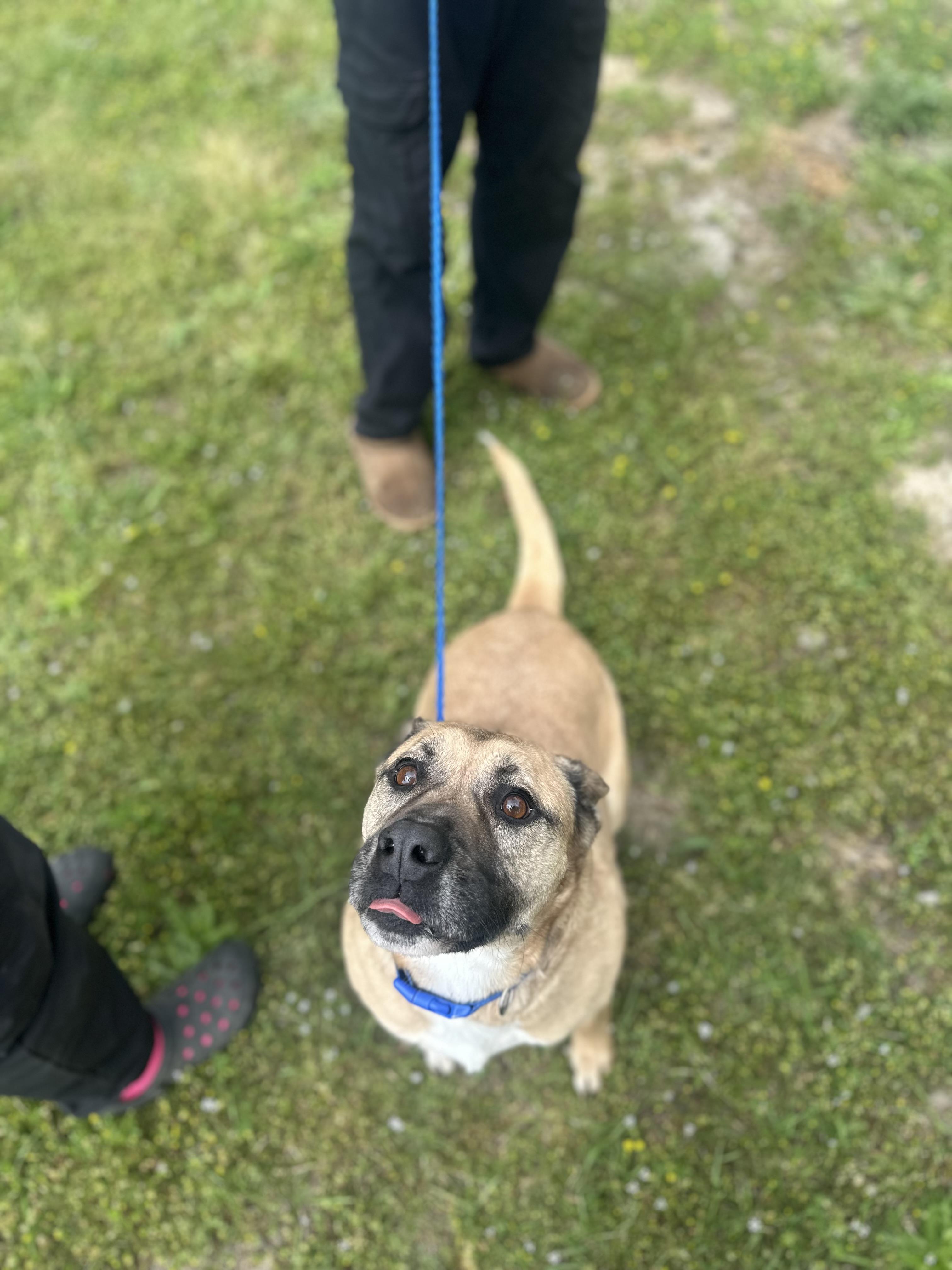 Buddy, a Adoptable Mixed Breed in Conway, SC image 1/2